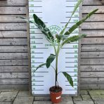 Banánovník (Musa) ´FLORIDA VARIEGATA´ - výška 170-180 cm, kont. C10L